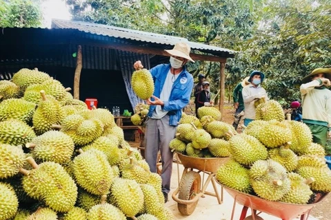 Dak Lak promeut ses exportations du durian vers la Chine