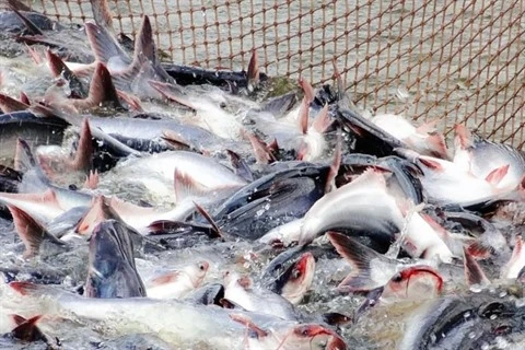 Le CPTPP favorise le commerce de pangasius vietnamiens