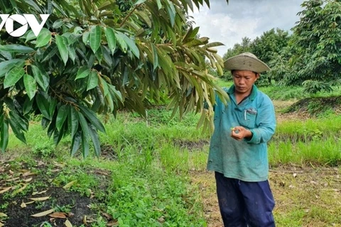 Long An mise sur une exportation durable de durian