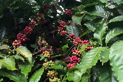 De vastes possibilités d’exportation de café vietnamien vers l’Espagne