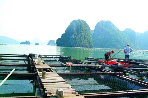 Quang Ninh vise une aquaculture marine de qualité 