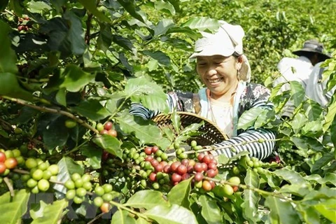 Vietnam-Allemagne: les entreprises de café exploitent des avantages de l'EVFTA