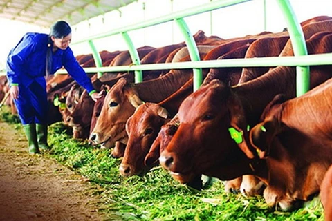 Les agriculteurs de Hung Yen tirent des bénéfices grâce à l'élevage bovin