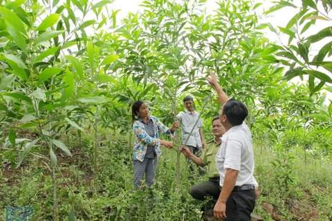 Bac Giang stimule le développement forestier durable