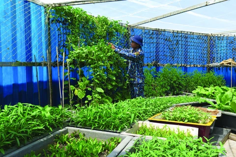 Faire de Truong Sa un écrin de verdure 