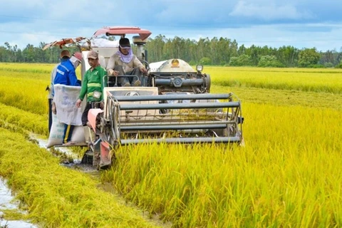 Kiên Giang développe la production de riz de haute qualité à faible émission de carbone 