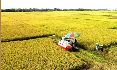 Les produits agricoles vietnamiens conquièrent le monde