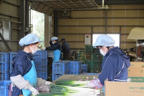 Les Vietnamiens sont les plus nombreux parmi les travailleurs étrangers au Japon