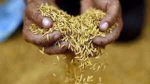 Les exportations de riz thaïlandais vers les Philippines devraient doubler en 2023