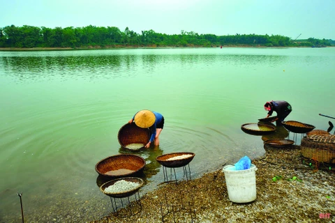 À Hà Tinh, les récolteurs d’orbicules sortent de leur coquille