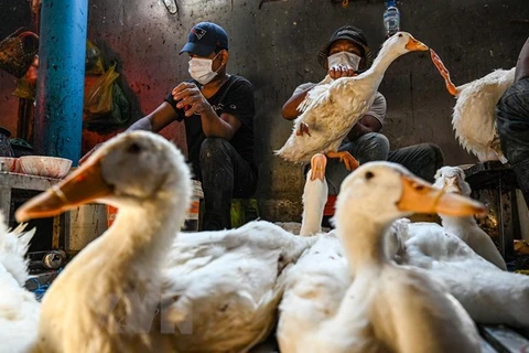 La grippe aviaire H5N1 dans une province cambodgienne sous contrôle, selon les autorités