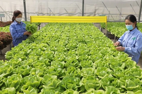 L’agriculture bio promise à un bel avenir au Vietnam