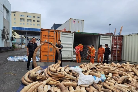 Sept tonnes d’ivoire d’éléphant d'Afrique saisies au port de Hai Phong
