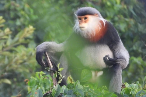 Pour protéger les doucs langurs à pattes grises (Pygathrix cinerea) à Phu Yen