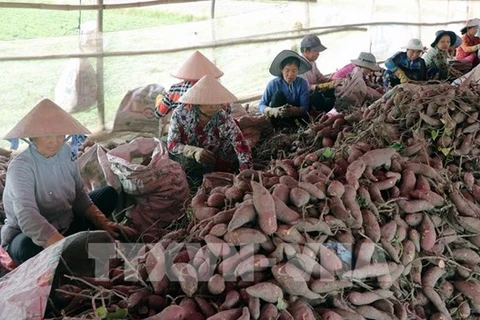 Le Vietnam prêt à exporter son premier lot de patates douces vers la Chine