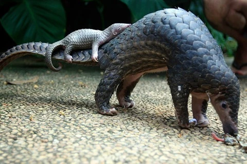 Quinze pangolins malais relâchés dans la nature