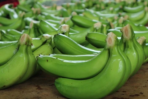 Exportations de bananes de près de 11 millions de dollars vers le Japon et la R. de Corée en 2022