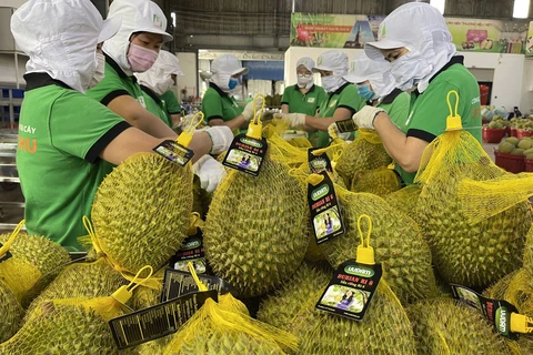 Les exportations de durians sur la bonne voie