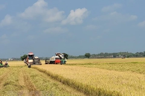 La stratégie de développement des marchés d'exportation du riz du Vietnam jusqu'en 2030 approuvée