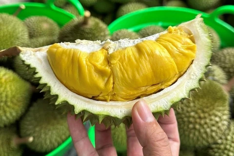 Les durians vietnamiens ont la pêche en Chine