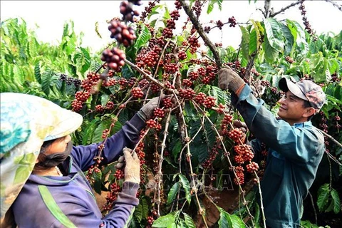 Le Vietnam a exporté 934.900 tonnes de café depuis janvier au 15 juin