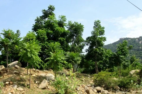 Ninh Thuan va cultiver plus de nouvelles forêts