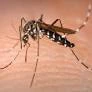 Les cas de dengue au Laos augmentent au milieu des pluies continues