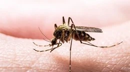 L'Indonésie envisage de développer un vaccin local contre la dengue
