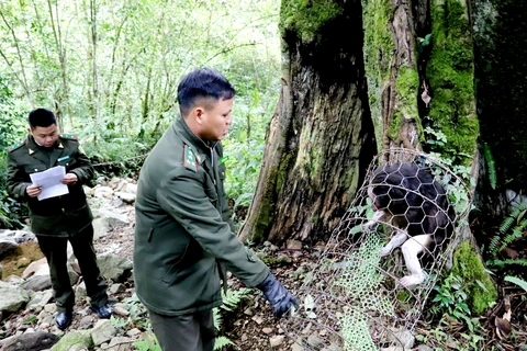 À Hà Giang, un rare macaque à queue tronquée a retrouvé sa forêt