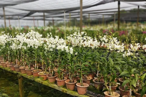 L'exportation d'orchidées, un produit prometteur de la Malaisie
