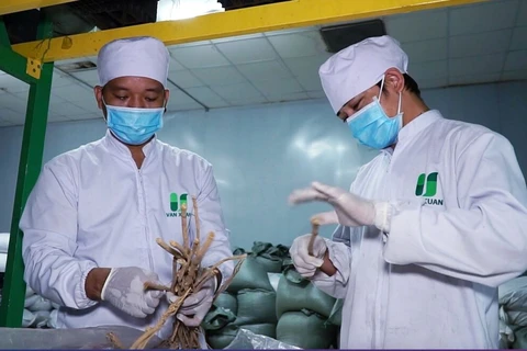 Valoriser les plantes médicinales dans le traitement des maladies 