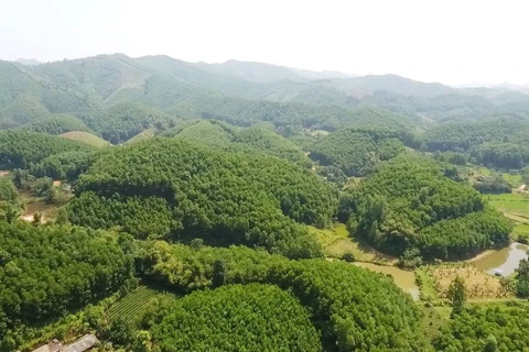 Quang Tri promeut la protection des forêts et le boisement pour réduire les émissions
