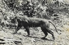 L'Indonésie cherche davantage de preuves que le tigre de Java n'est pas encore éteint