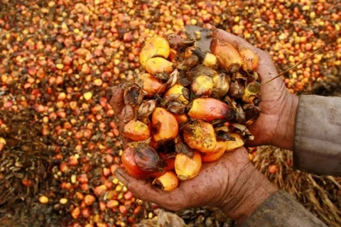 Les exportations indonésiennes d’huile de palme représentent 54 % des exportations mondiales