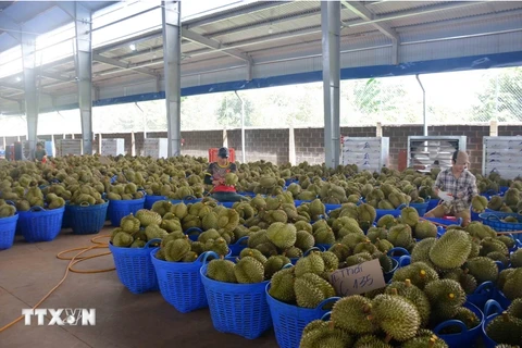 Le durian vietnamien représente 31,8% des importations chinoises