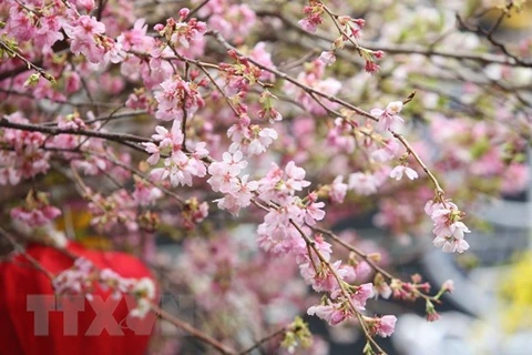 Quelque 20.000 branches de cerisier en fleurs illuminent le centre-ville de Hanoï