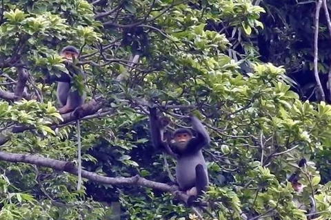 Quang Nam créera une zone de protection de primates en voie de disparition