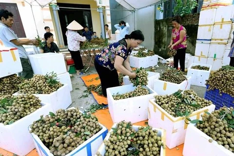 Exportation de longanes frais: le Vietnam attend le feu vert de l'Australie