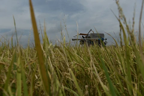 La Thaïlande risque de manquer son objectif d'exportation de riz 
