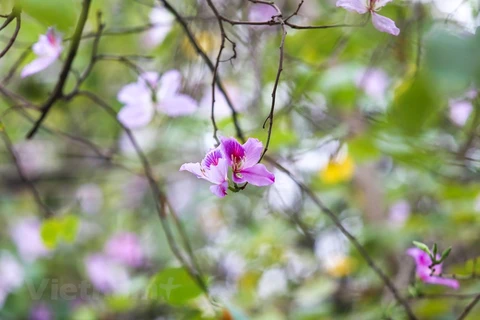 Contempler la beauté des fleurs de bauhinie dans les rues de Hanoï 