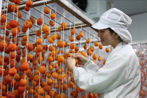 Mise en service d’une usine de production de kakis séchés à Lam Dong