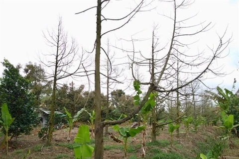 Tien Giang fait revivre les vergers de durian touchés par l'intrusion d'eau salée