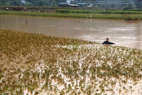 De fortes pluies causent de lourds dégâts à Lao Cai et Dak Nong
