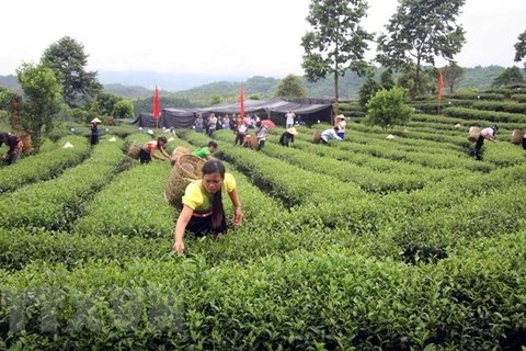 Le Vietnam renforce la production de thé aux normes de sécurité sanitaire des aliments