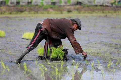 Thaïlande: les exportations de riz en 2021 pourraient être pire qu'en 2020