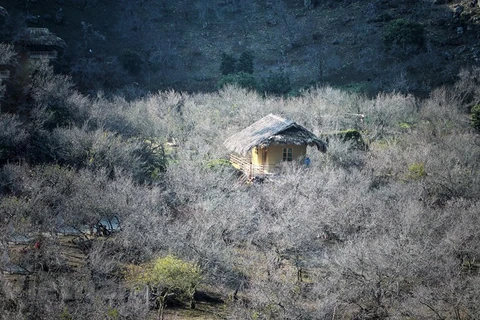 Le plateau de Moc Chau aux couleurs du printemps