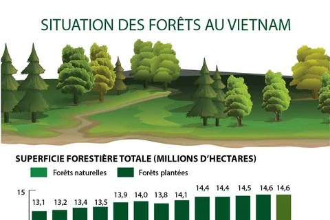 Situation des forêts au Vietnam