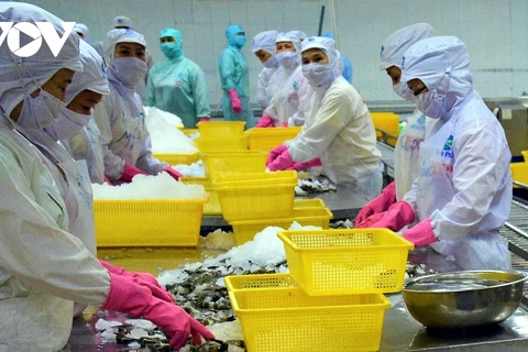 Le CPTPP, deuxième marché d'exportation de crevettes du Vietnam