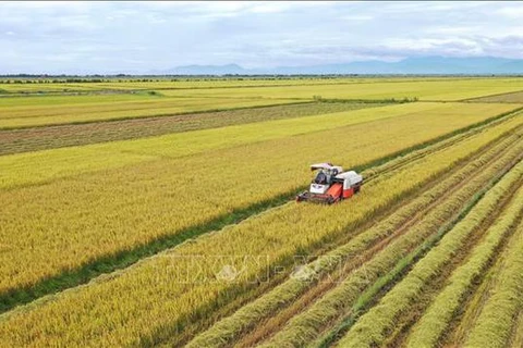Exportation du riz produit par des agriculteurs et le groupe Loc Troi
