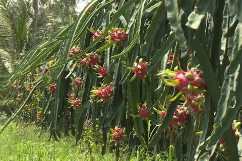 Saisir des opportunités d'exportation de pitaya vietnamien en Australie et en Nouvelle-Zélande